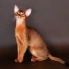 Особенности кошек абиссинской породы