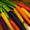 Разноцветная морковь снова в моде