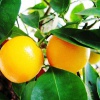 Как вырастить апельсин из косточки в домашних условиях