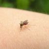 Как избавиться от комаров, не используя репелленты 