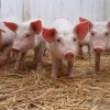 Разведение свиней: какую породу выбрать