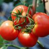 Как пасынковать томаты в теплице