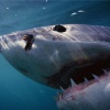 Какие художественные фильмы об акулах можно посмотреть