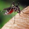 Как избавиться от зуда после укусов насекомых подручными средствами