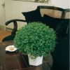 Солейролия, ампельное комнатное растение