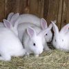 Разведение и откорм кроликов