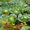 Как защитить растения в саду не химическими методами