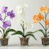 Можно ли поливать орхидею водой из-под крана