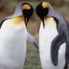 Где обитают пингвины