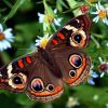 Как привлечь в сад бабочек: оформление пестрой клумбы