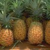 Как вырастить ананас из купленного в магазине плода