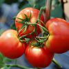 Выращиваем томаты в открытом грунте по правилам