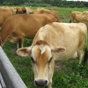 Особенности коровы породы джерси