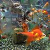 аквариумные золотые рыбки