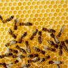 Содержание пчел в ульях-лежаках