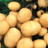 Как правильно посадить картофель, чтобы получить высокий урожай