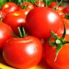Как посадить томаты в теплицу, правильный уход за томатами