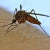 Что делать, чтобы комариный укус перестал чесаться