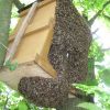 Как сделать и установить ловушку для пчел