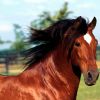Болезни лошадей: лечение народными средствами