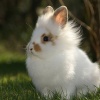 Какие продукты опасны для декоративного кролика