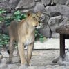  Новоселье в Московском зоопарке: Компания Unilever создала львиный прайд