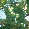 Как вырастить виноград из черенков