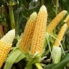 Как собрать и сохранить урожай кукурузы