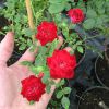 Комнатная роза: уход, полив, лечение и размножение