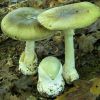 Что делать, если отравился грибами
