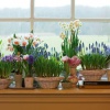Как вырастить весенние цветы в домашних условиях