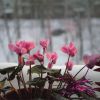 Как правильно ухаживать за комнатными растениями зимой