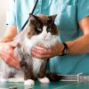 Нужно ли стерилизовать домашних животных?