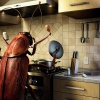 Узнайте, как избавиться от тараканов в квартире навсегда в домашних условиях