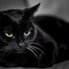 Черная кошка: приметы и суеверия