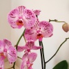 Как ухаживать за орхидеями в горшке в домашних условиях