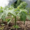 Проверенный способ выращивания здоровой рассады томатов