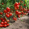 Методы увеличения урожайности помидоров