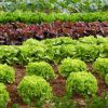 Как получить ранний урожай салата в открытом грунте