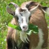 Свежая трава - настоящее лакомство для козы