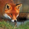 Рыжая лисица: интересные особенности 