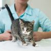 Стоит ли ставить прививку домашней кошке