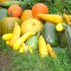 Сохранить урожай - значит обеспечить себя витаминами