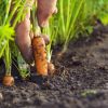 Как сеять морковь, чтобы не прореживать