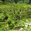 рисовые террасы Бали