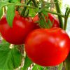 Как получить богатый урожай томатов