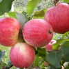 В саду необходимо высаживать яблони разных сроков созревания
