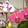 Как выбрать орхидею для дома