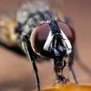 Как отпугнуть мух с помощью самодельных репеллентов