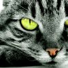 Почему нельзя смотреть кошке в глаза: мистика и реальность
